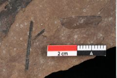 Foto (Detailansicht) von Pinus palaeostrobus Ettingshausen (NHMW-GEO-2024-0188-0200)
